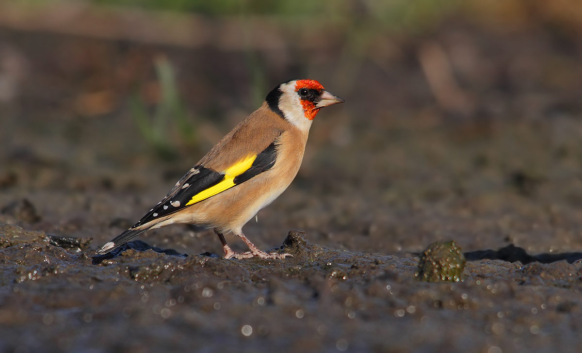goldfinch