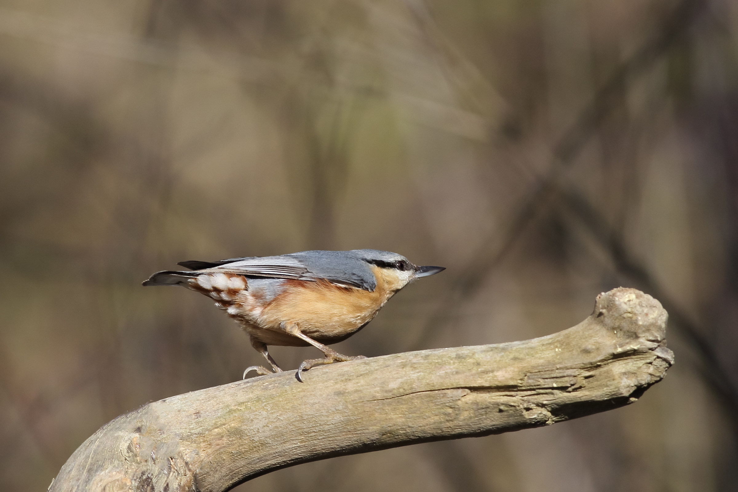 Nuthatch