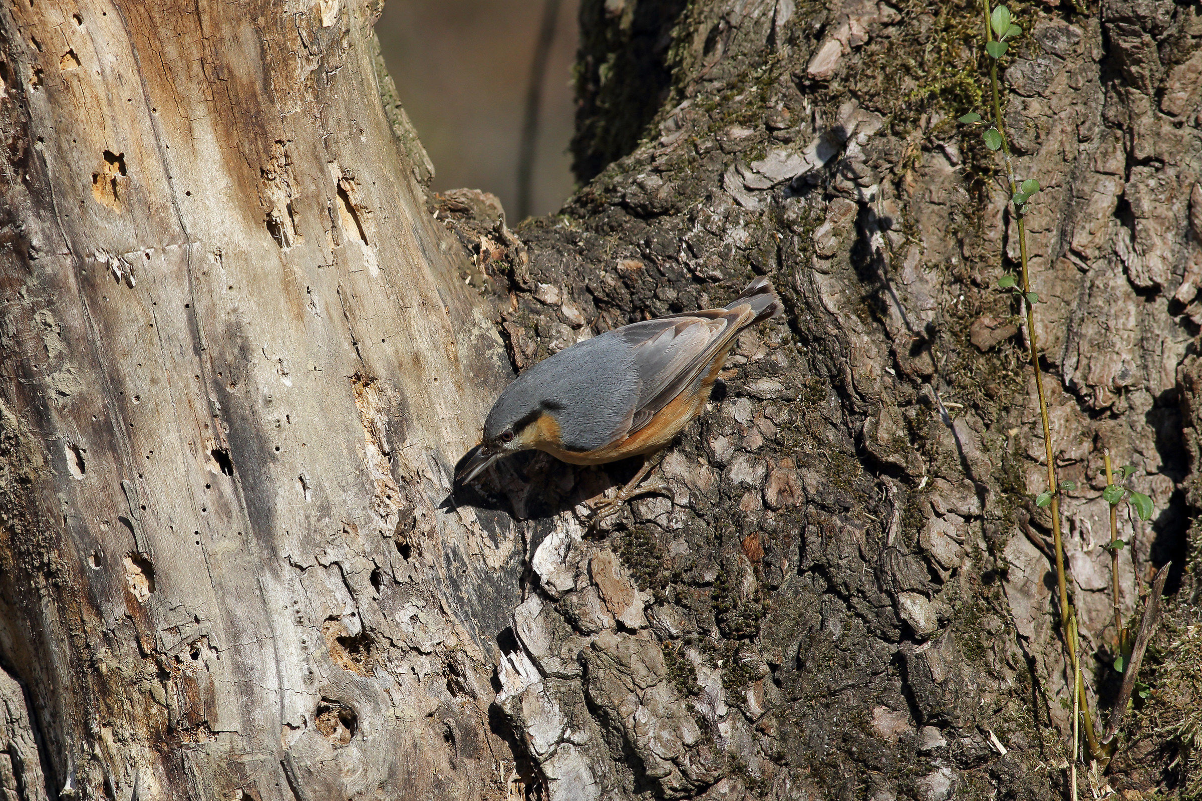 Nuthatch