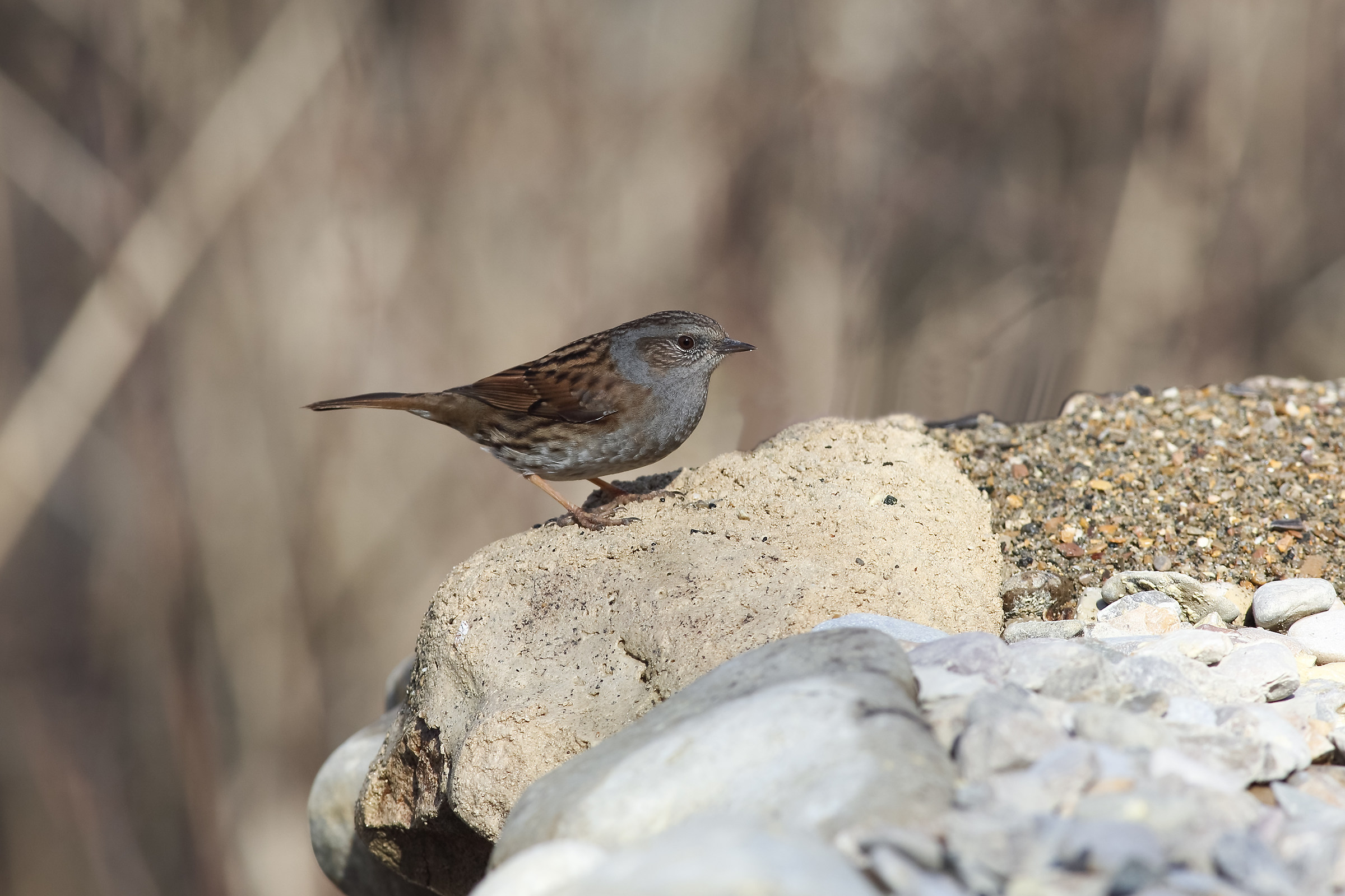 Dunnock