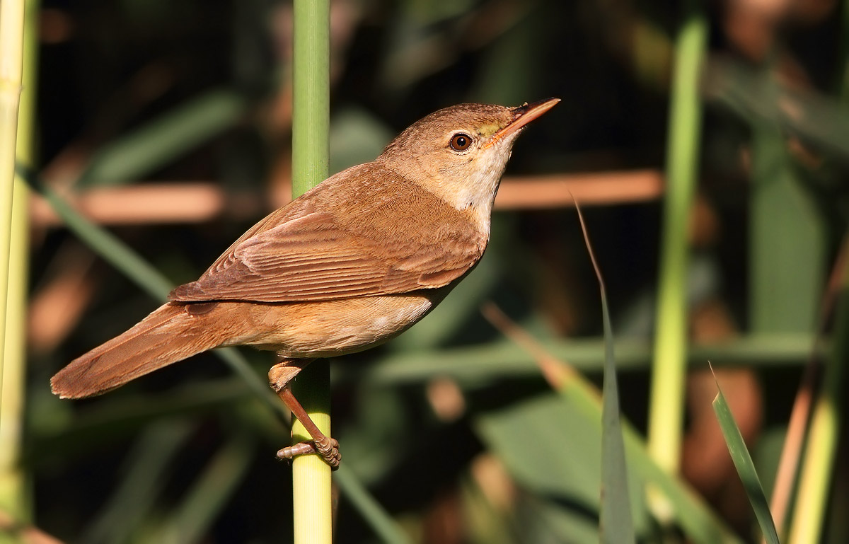 reed warbler