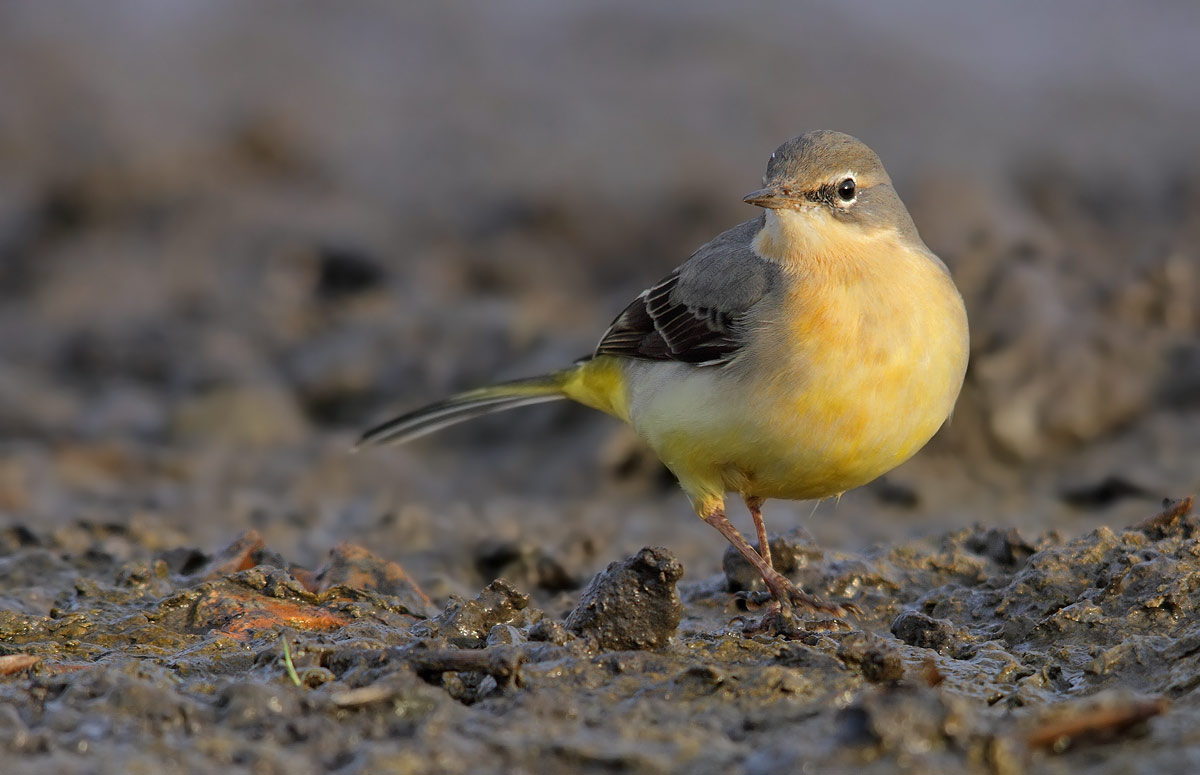 wagtail