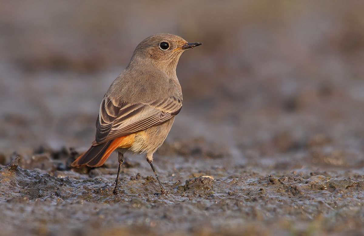 redstart