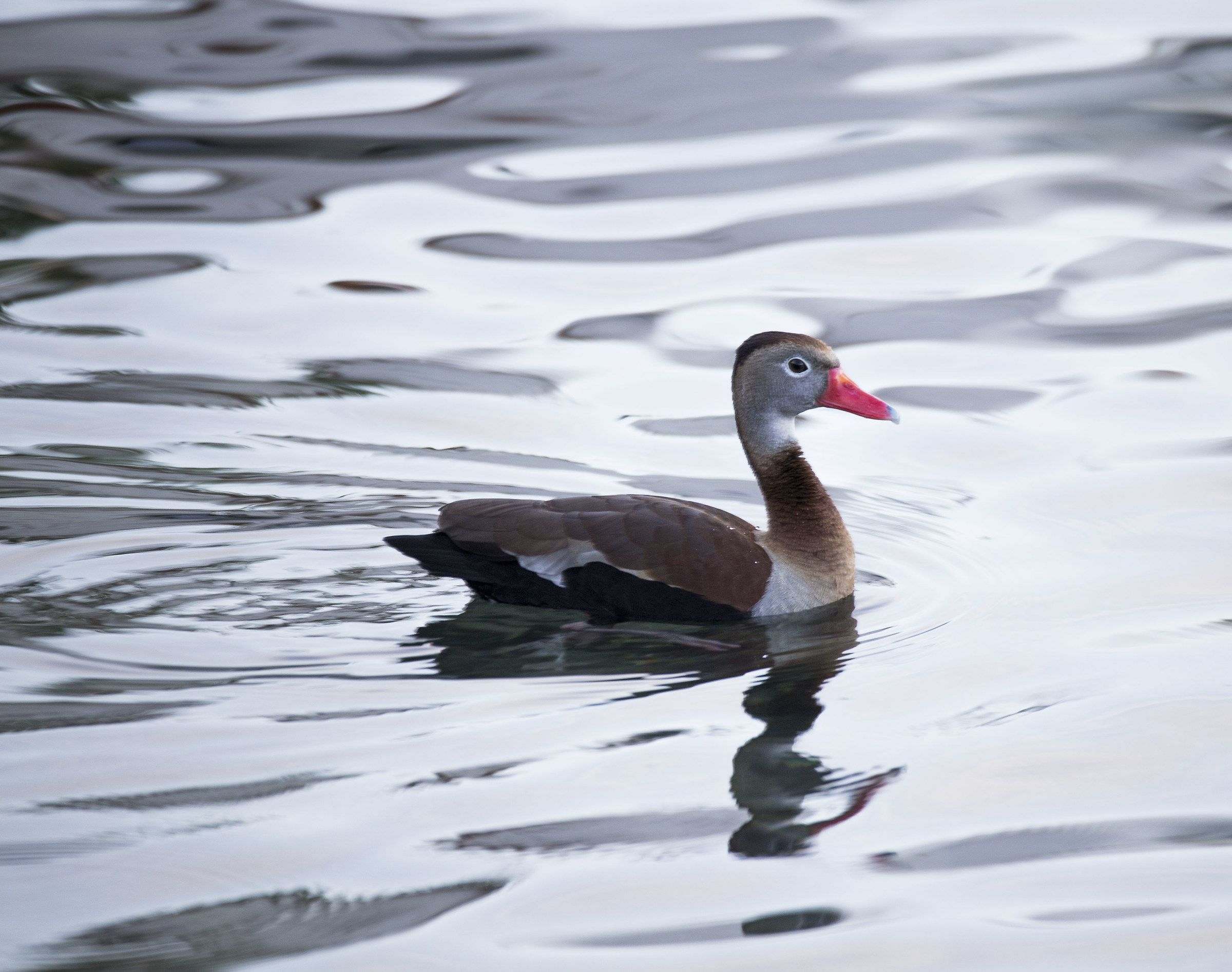 Dendrocigna Pancianera (Dendrocygna Autumnalis)