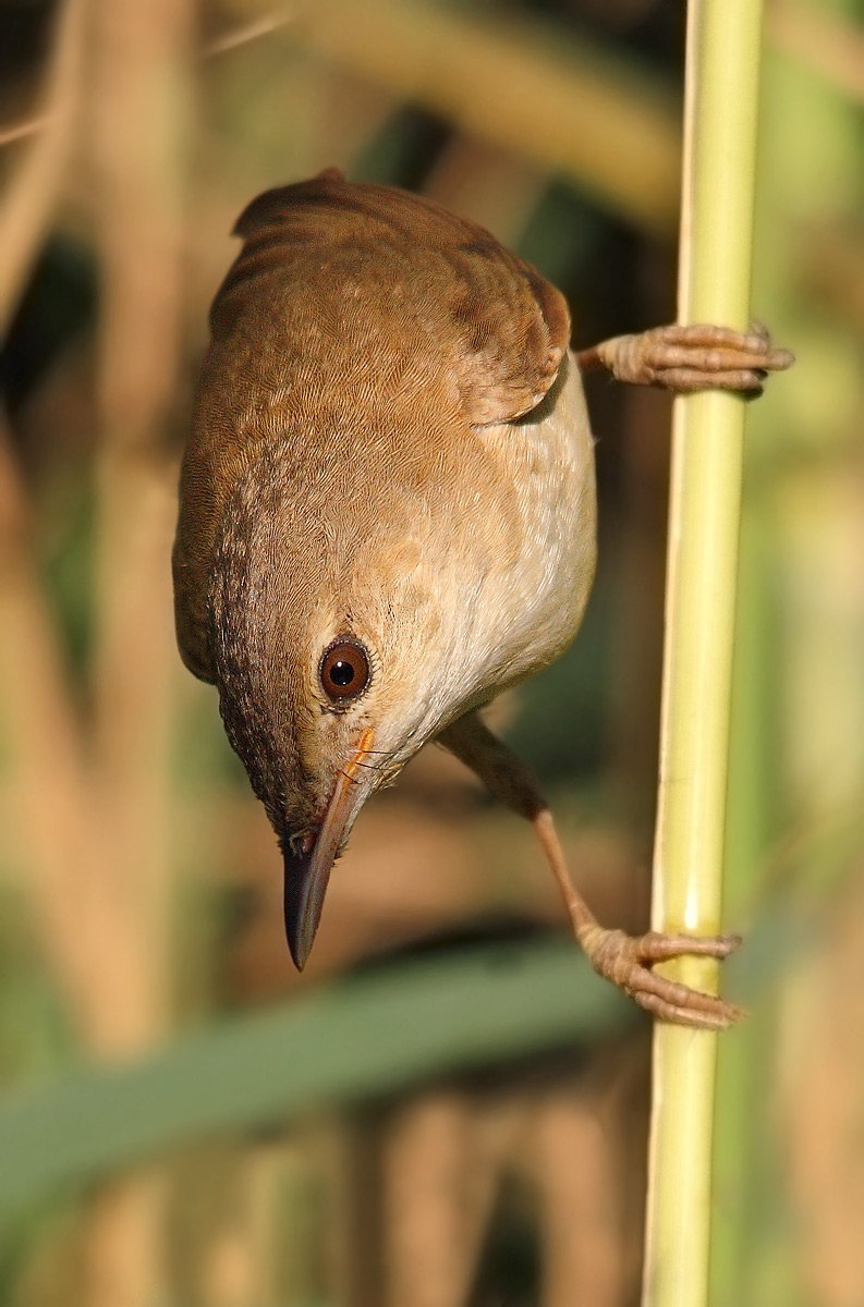 reed warbler