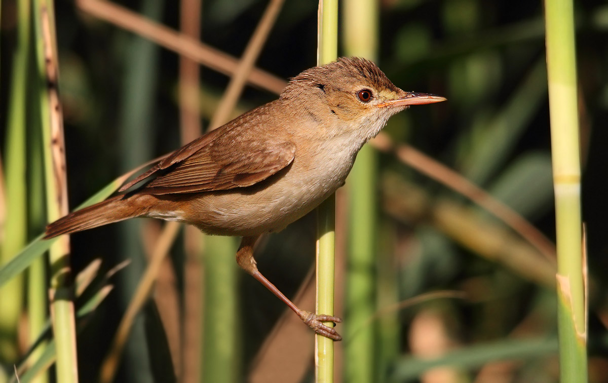 reed warbler
