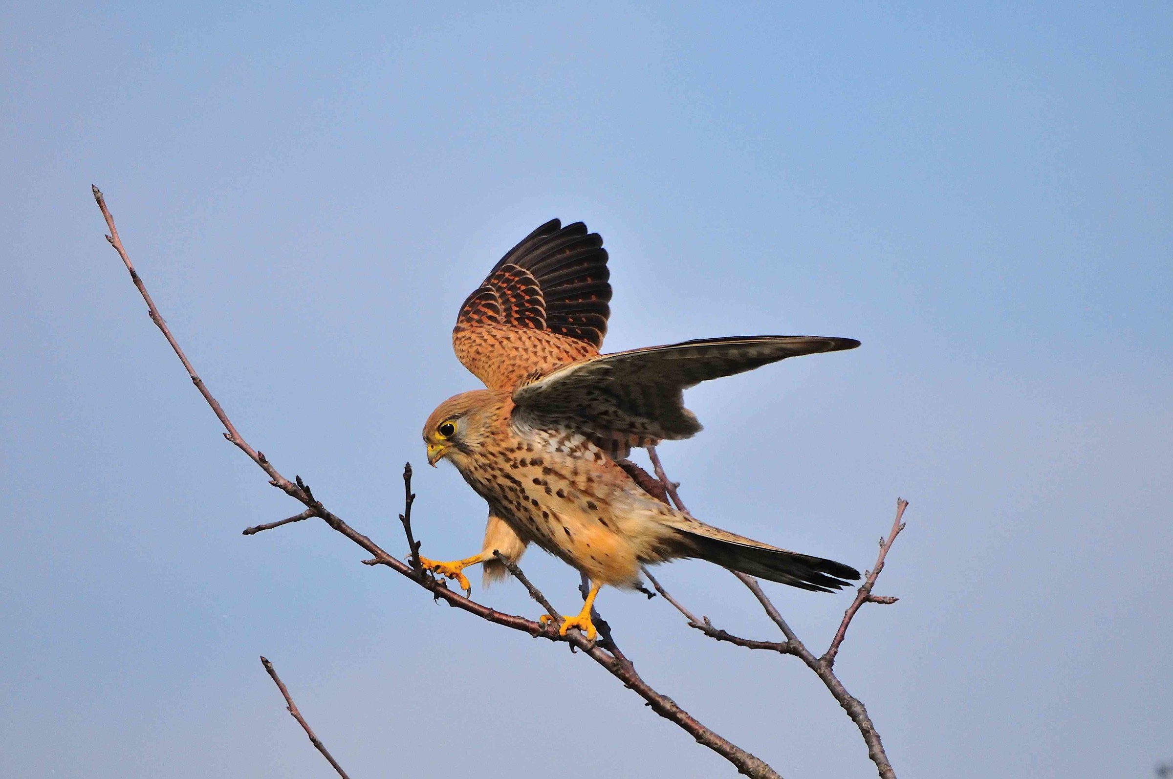 kestrel