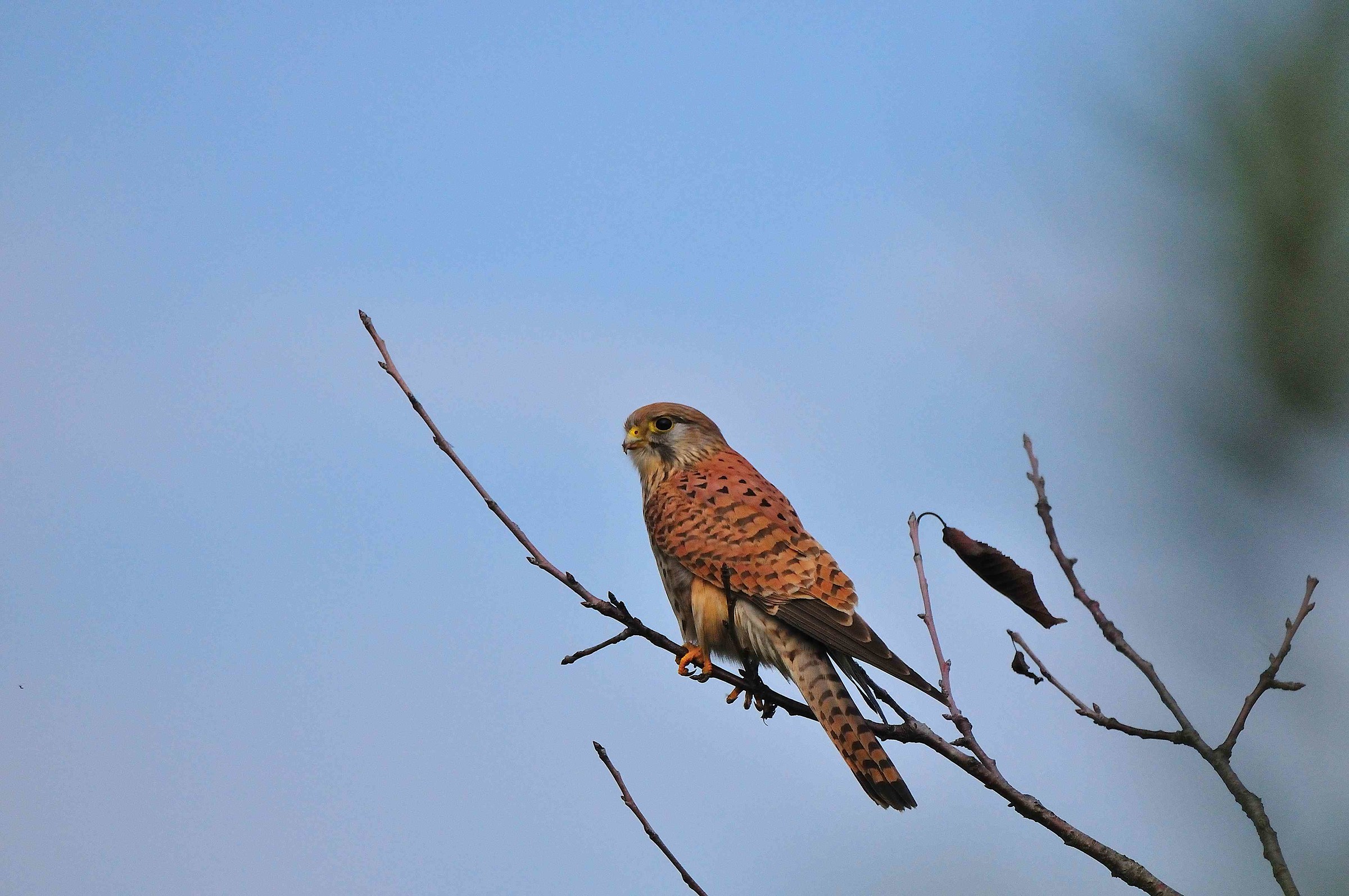 kestrel