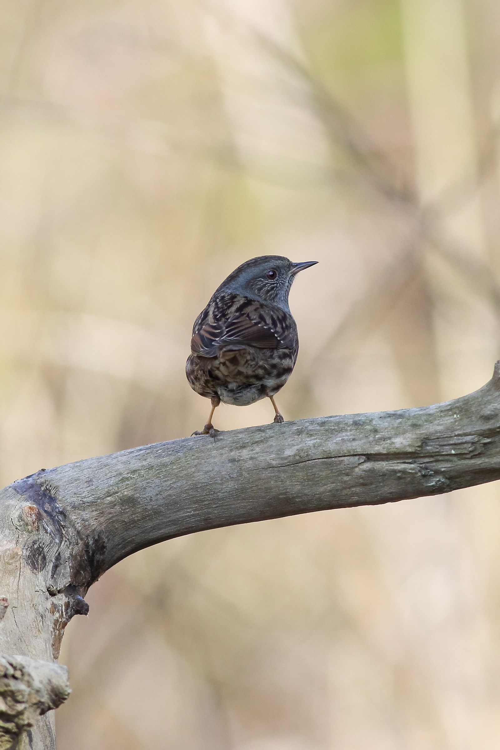 Dunnock