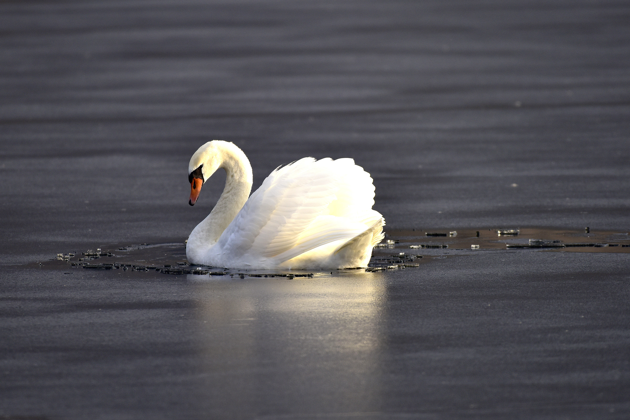 Bloccato nel ghiaccio