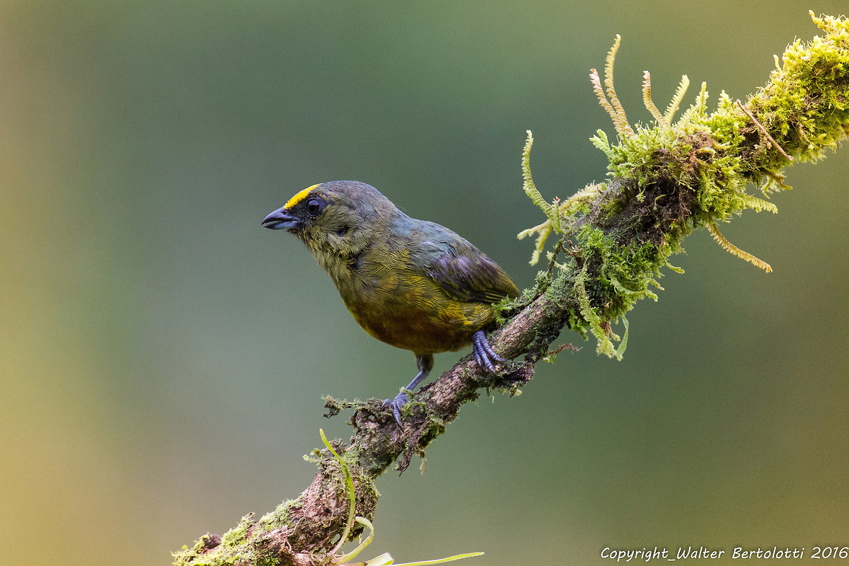 olives blacked Euphonia