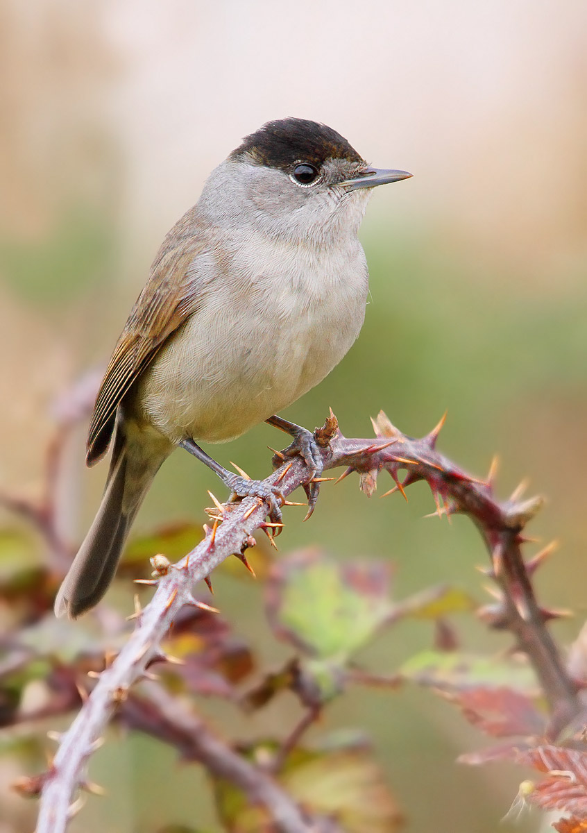 blackcap