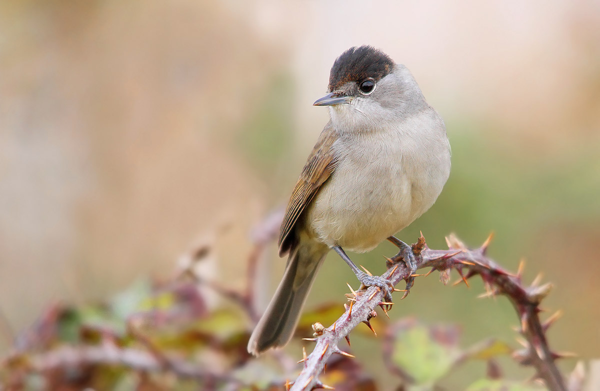 blackcap