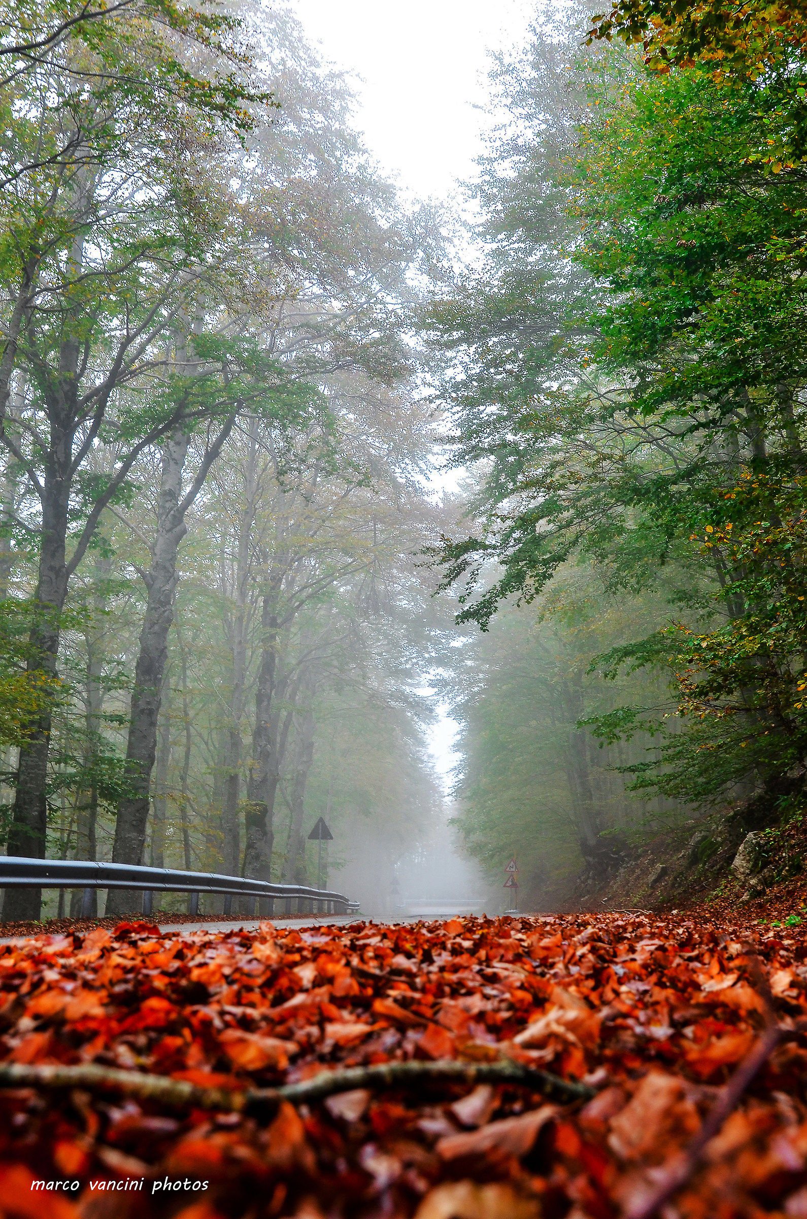 strada di foglie