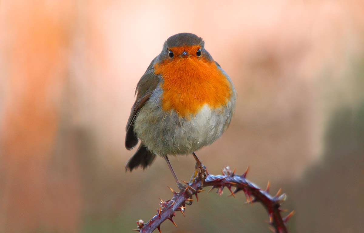 robin