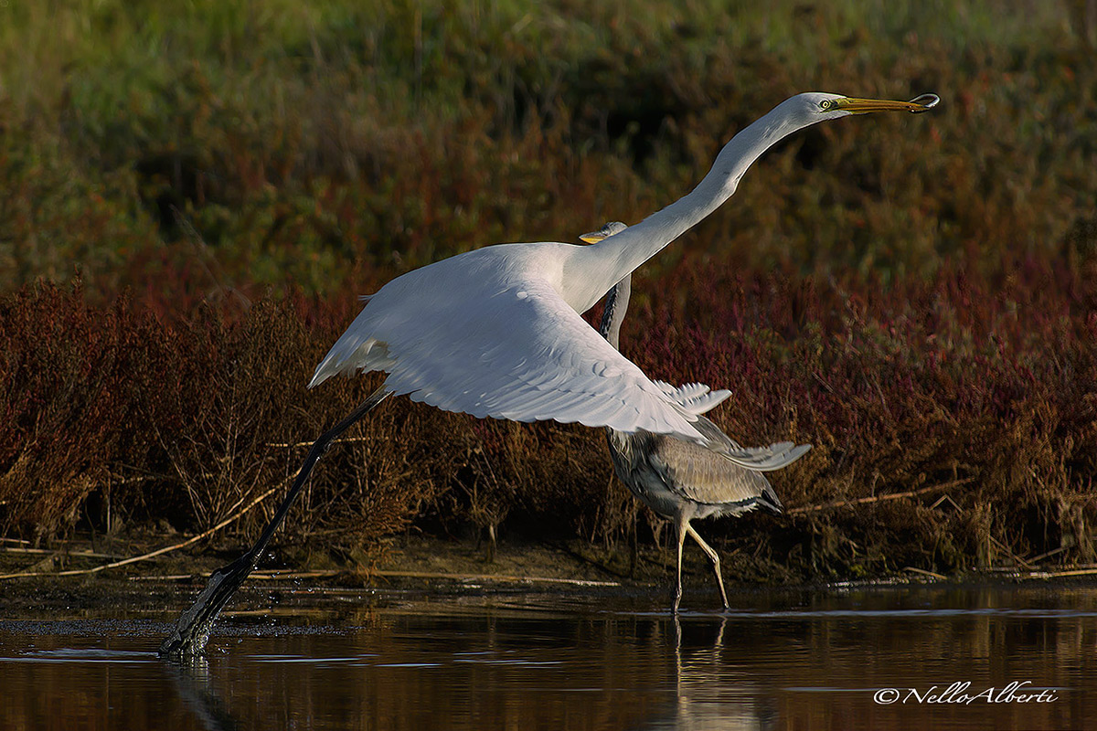 Great Egret in detachment with eel