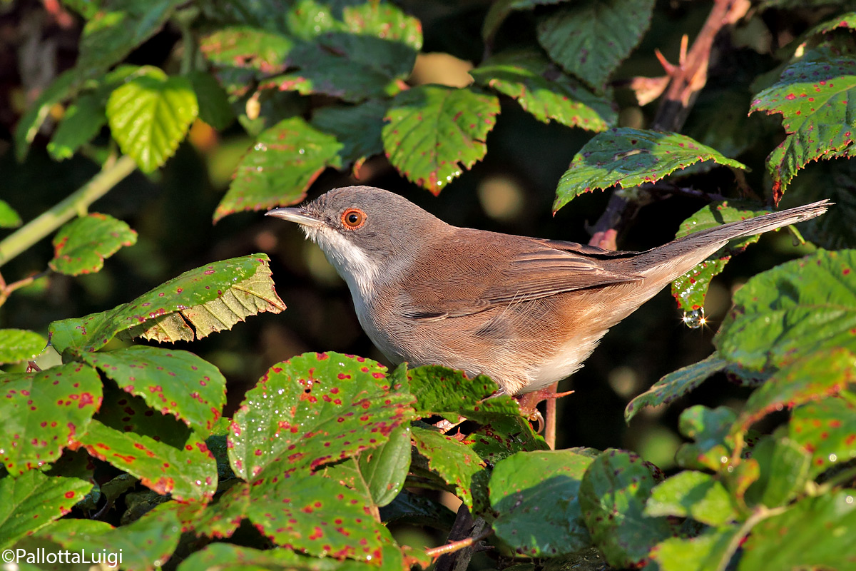 Warbler (Sylvia melanocephala)