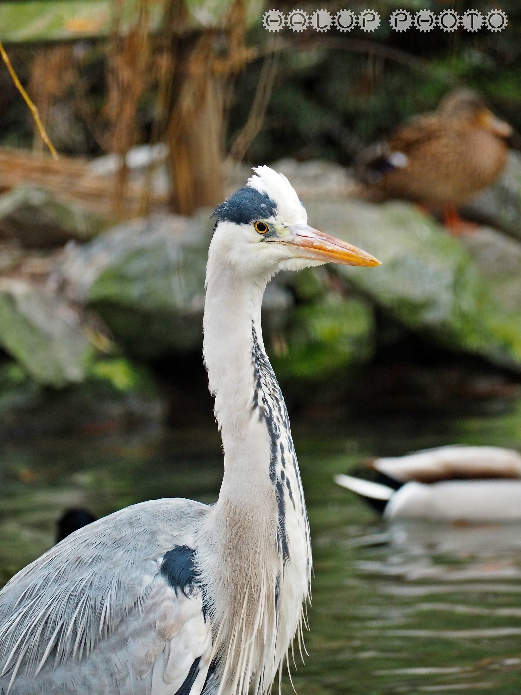 Airone cenerino (Ardea cinerea)