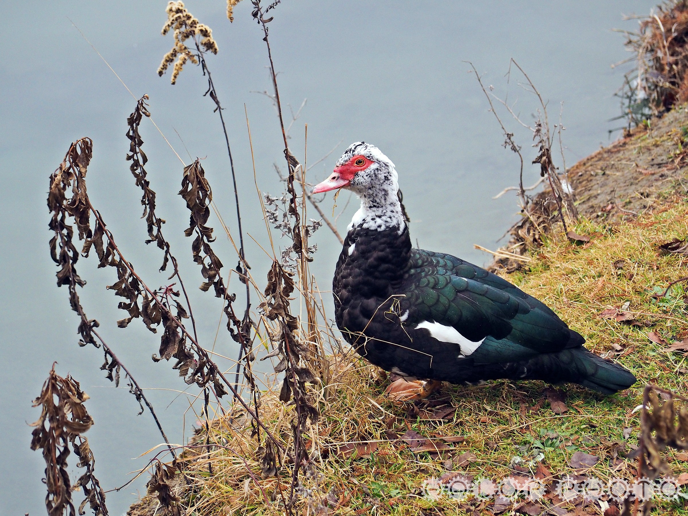 Anatra muta (Cairina moschata)