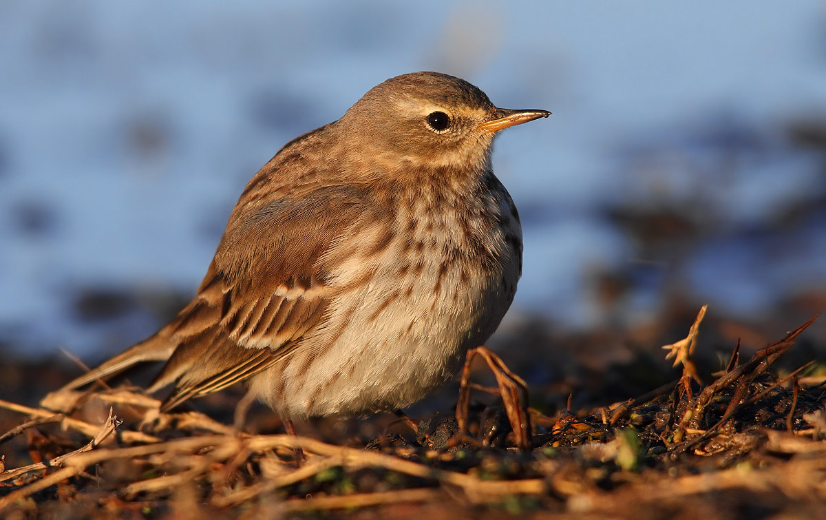 pipit