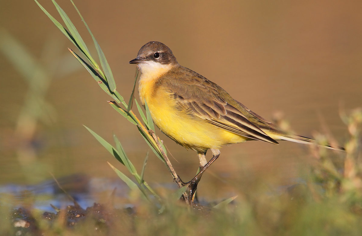 wagtail