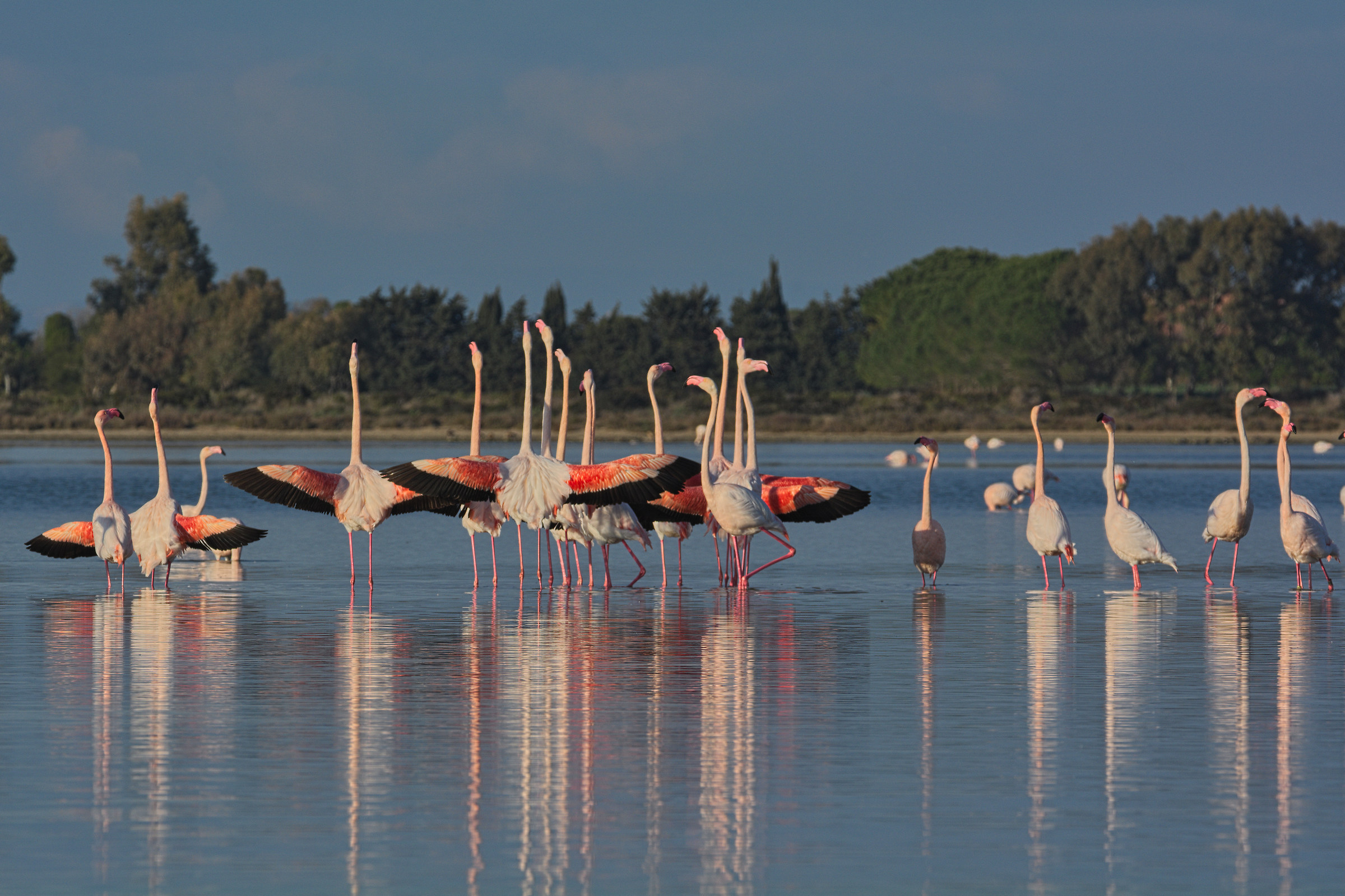 Wedding dance of the flamingos