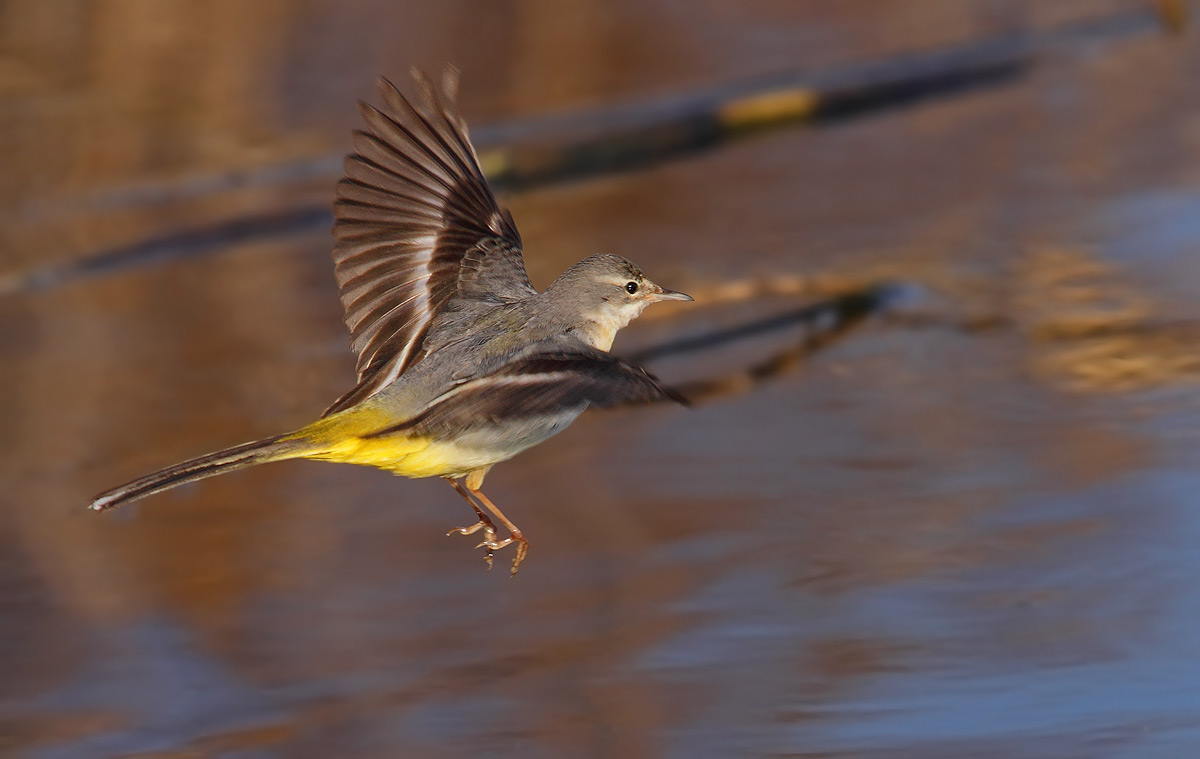 wagtail