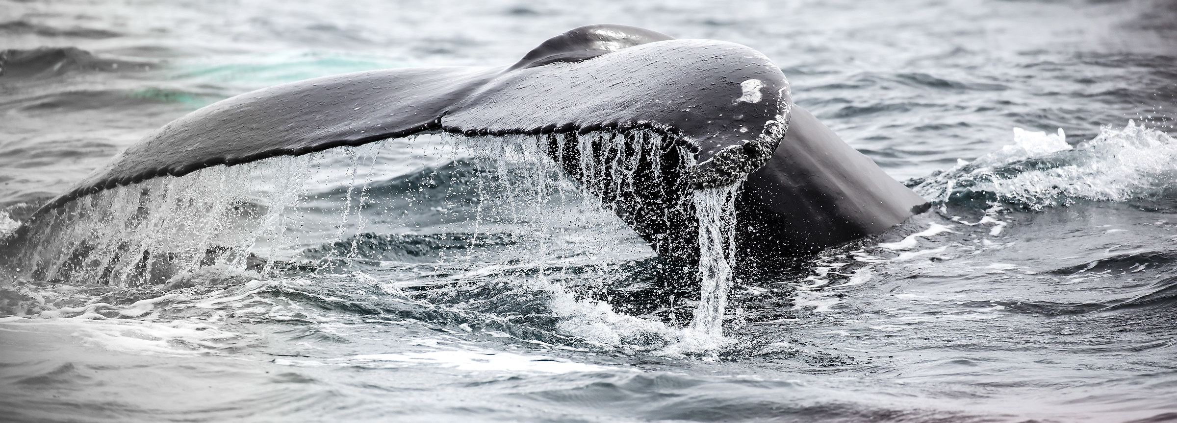 Balenottera Minore - Islanda