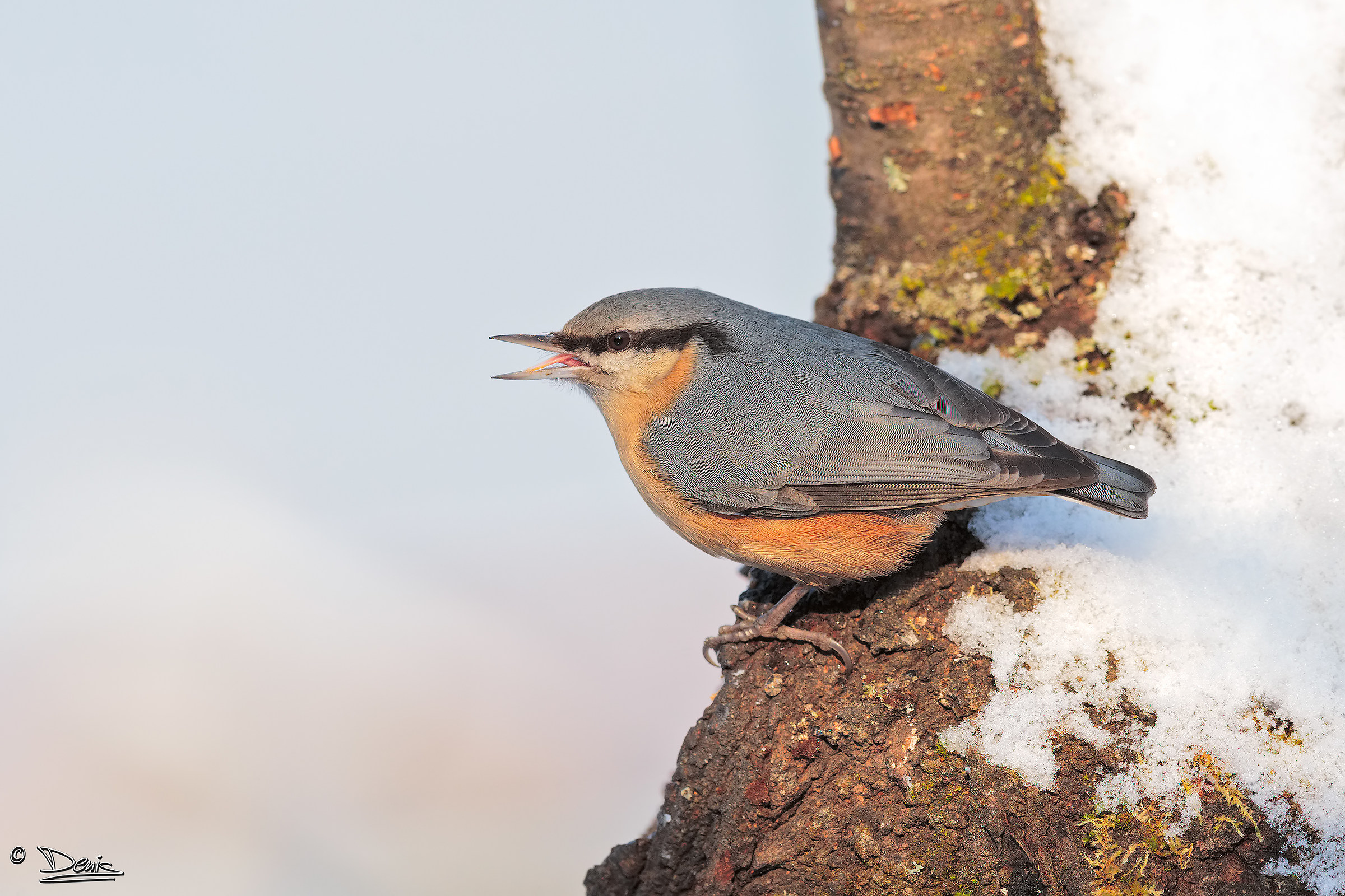 Nuthatch!