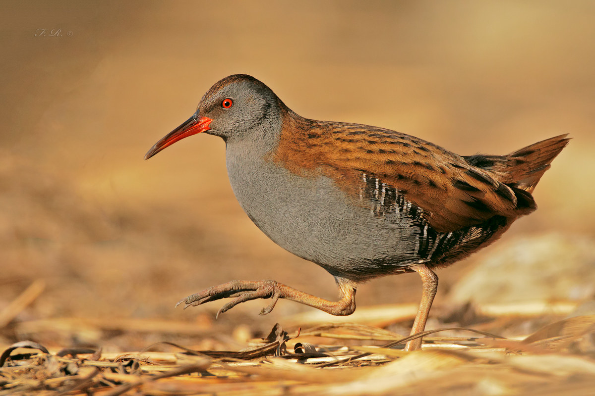 porciglione distracted