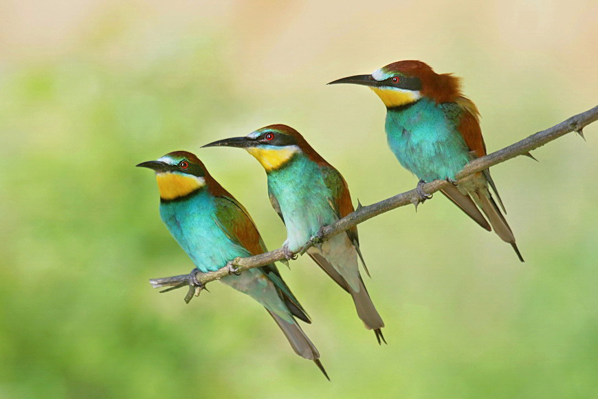 Bee mangiatori, Cebelarji, Merops apiaster