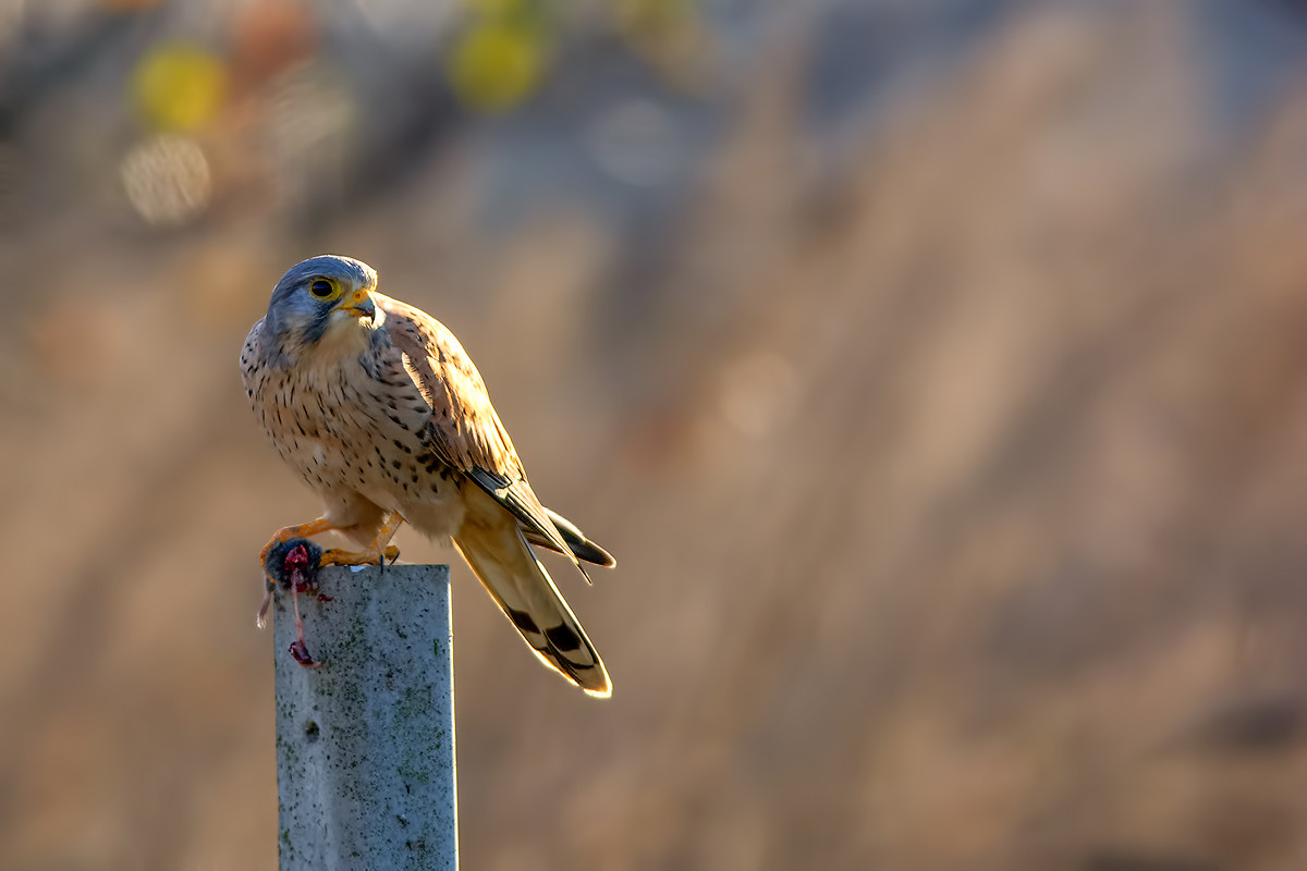 Kestrel
