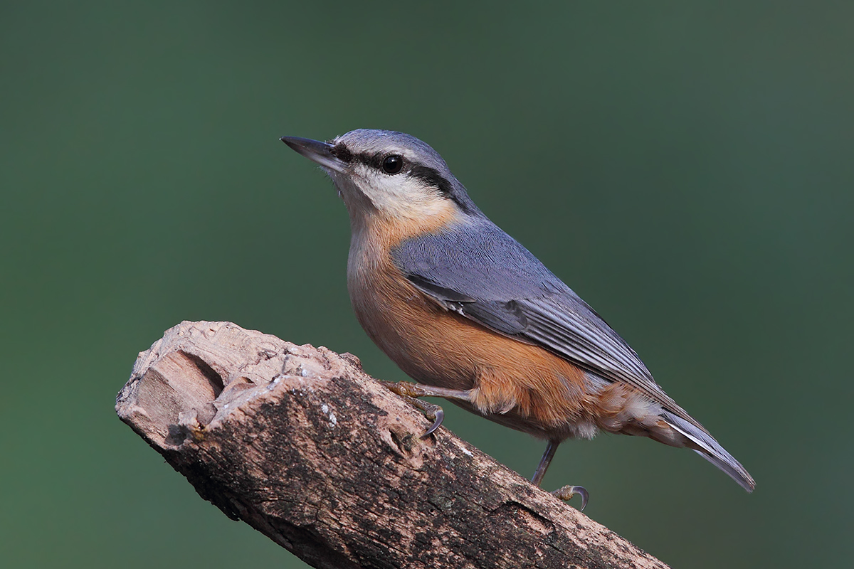Nuthatch new version