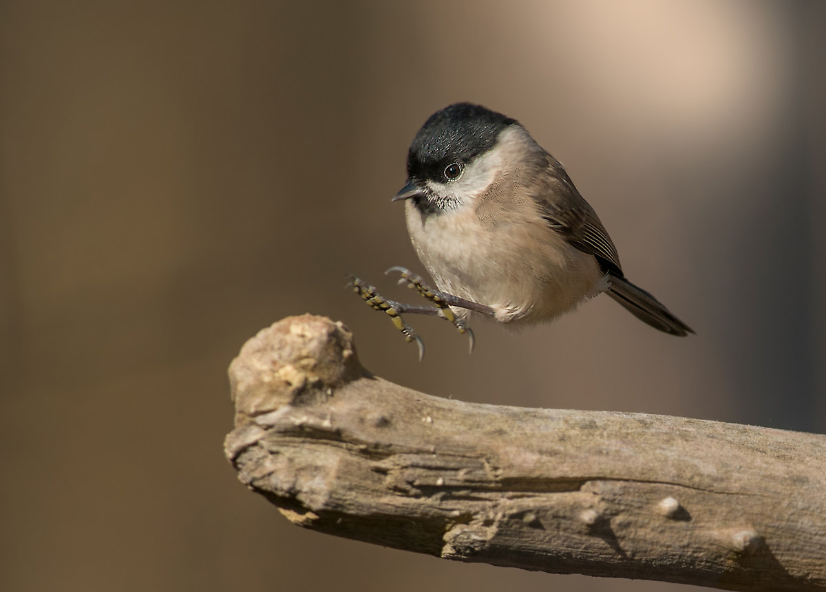 the arrival of the marsh tit