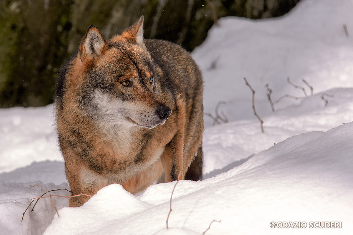 Canis lupus (Bayerischer Wald)