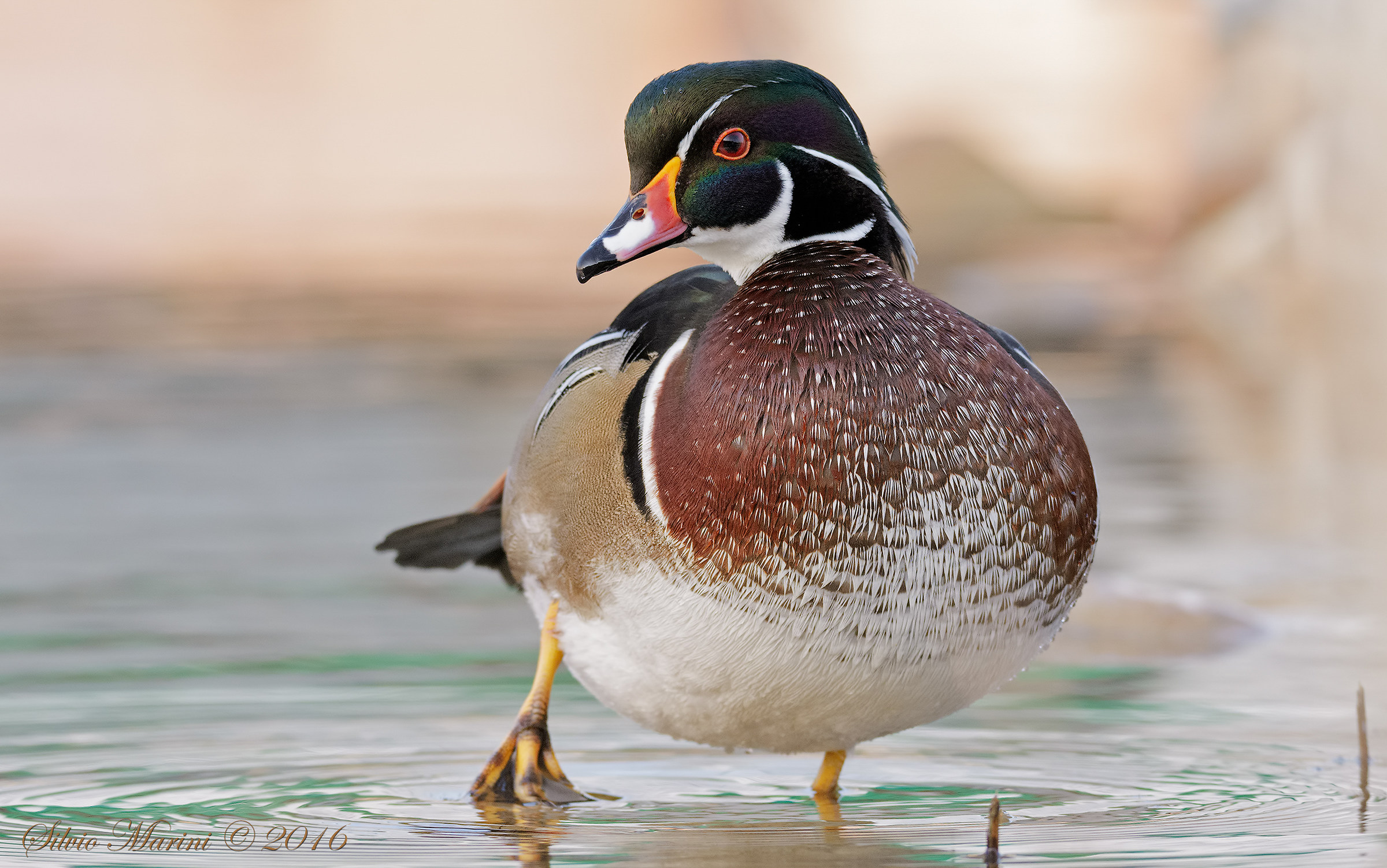 Wood Duck, male