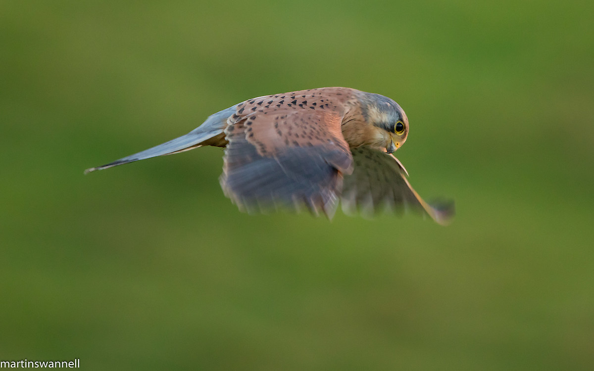 Kestrel  male