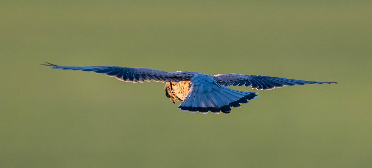 Kestrel