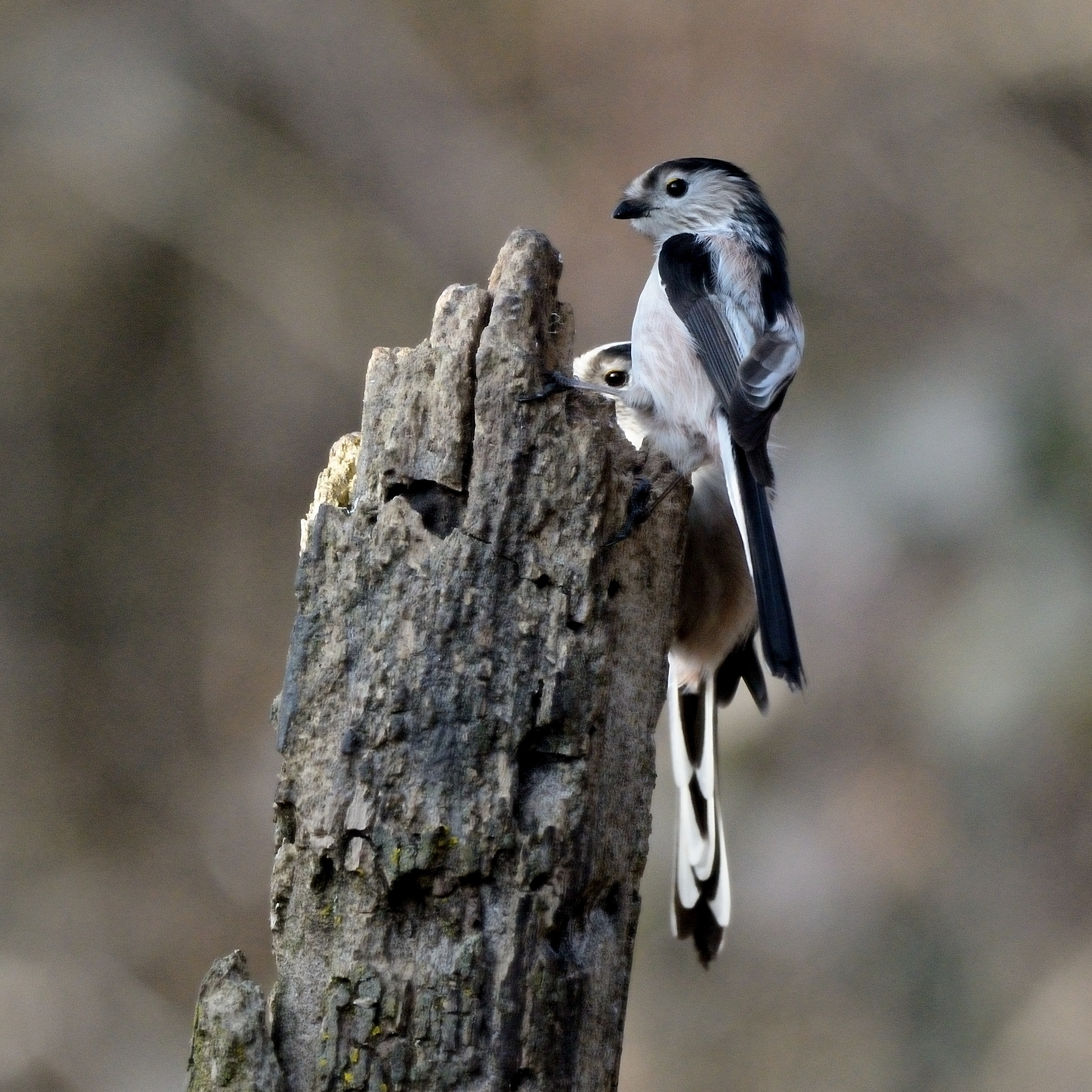 codibugnoli intrecciati