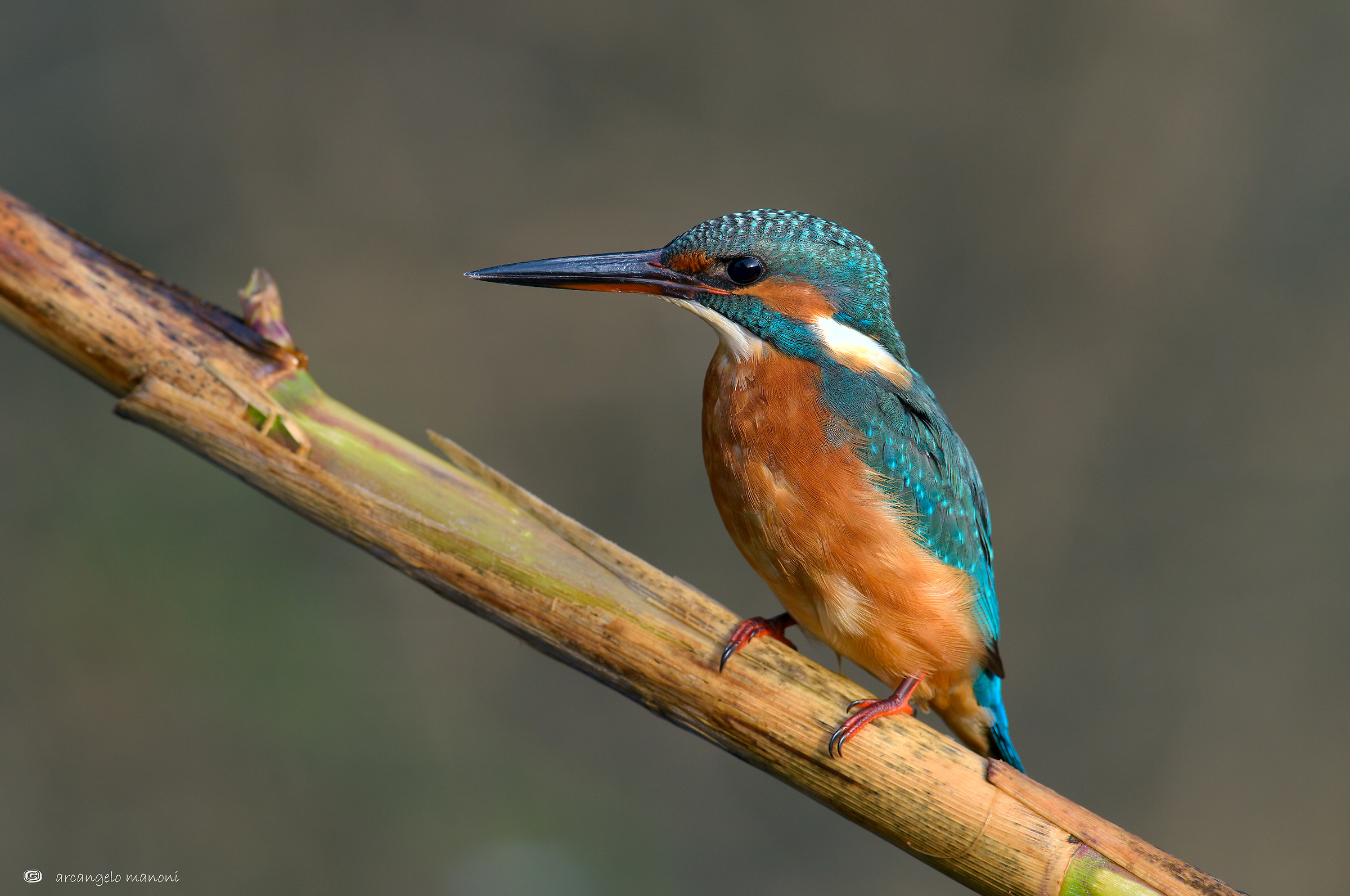 Il buongiorno si vede dal ''martino''