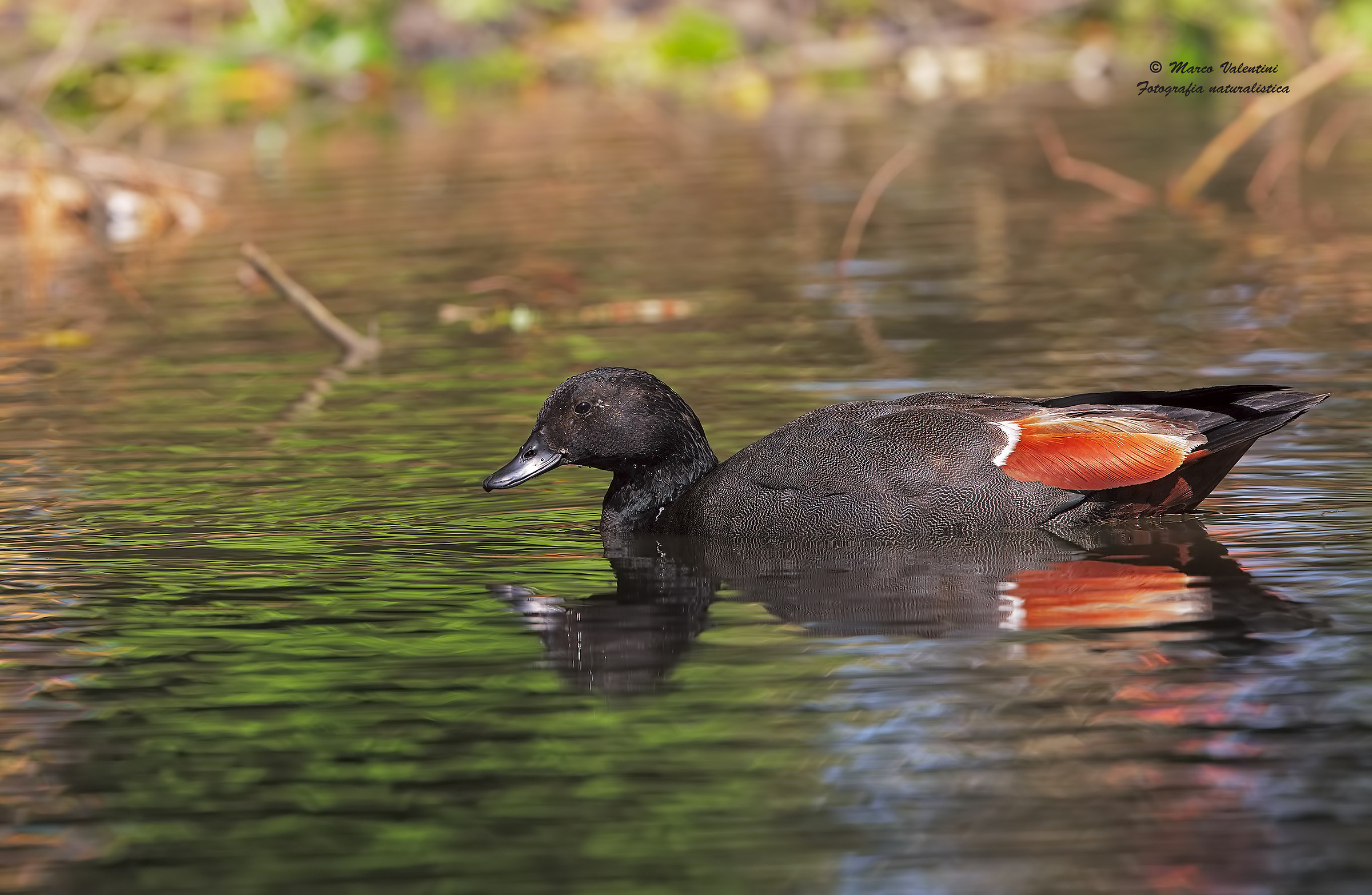 Shelduck male
