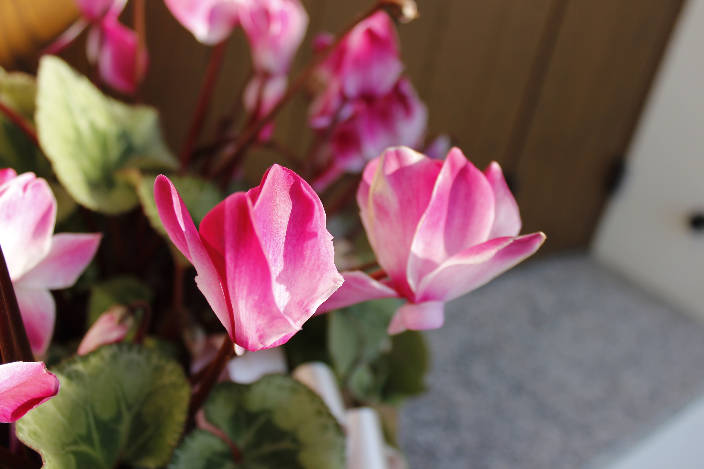 ciclamino sul balcone di casa..