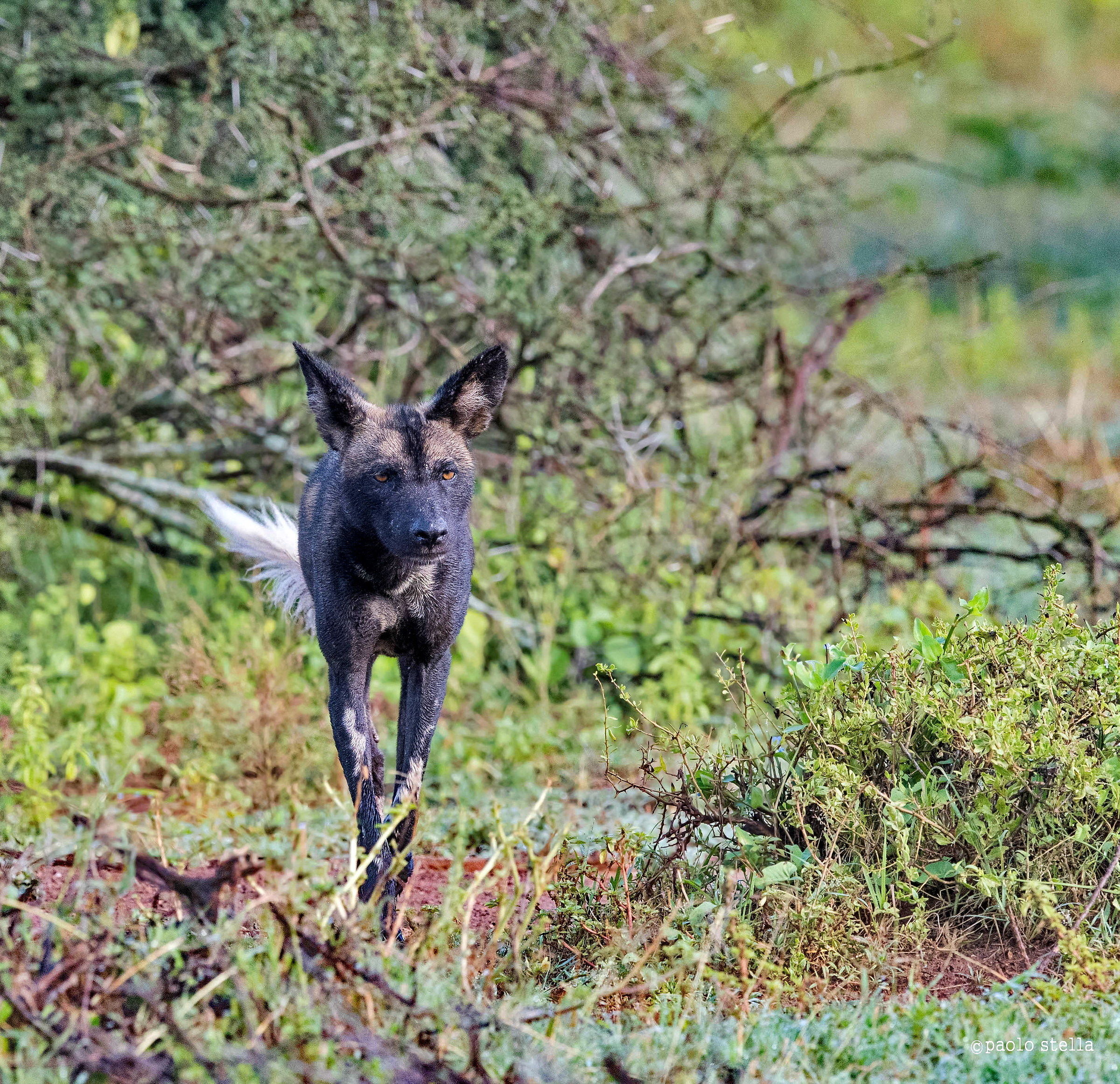 African Wild Dog