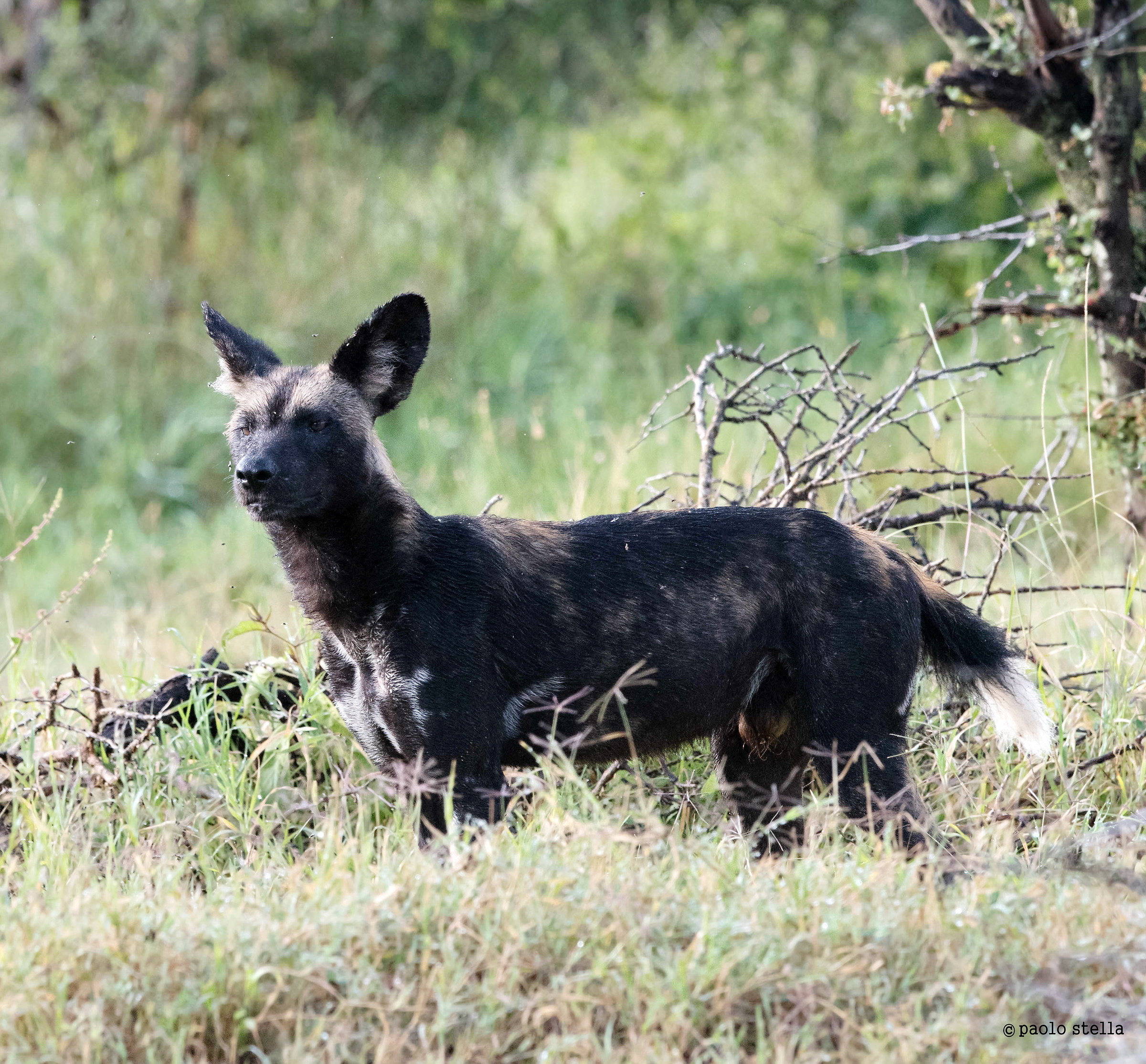 East African Wild Dog - 2