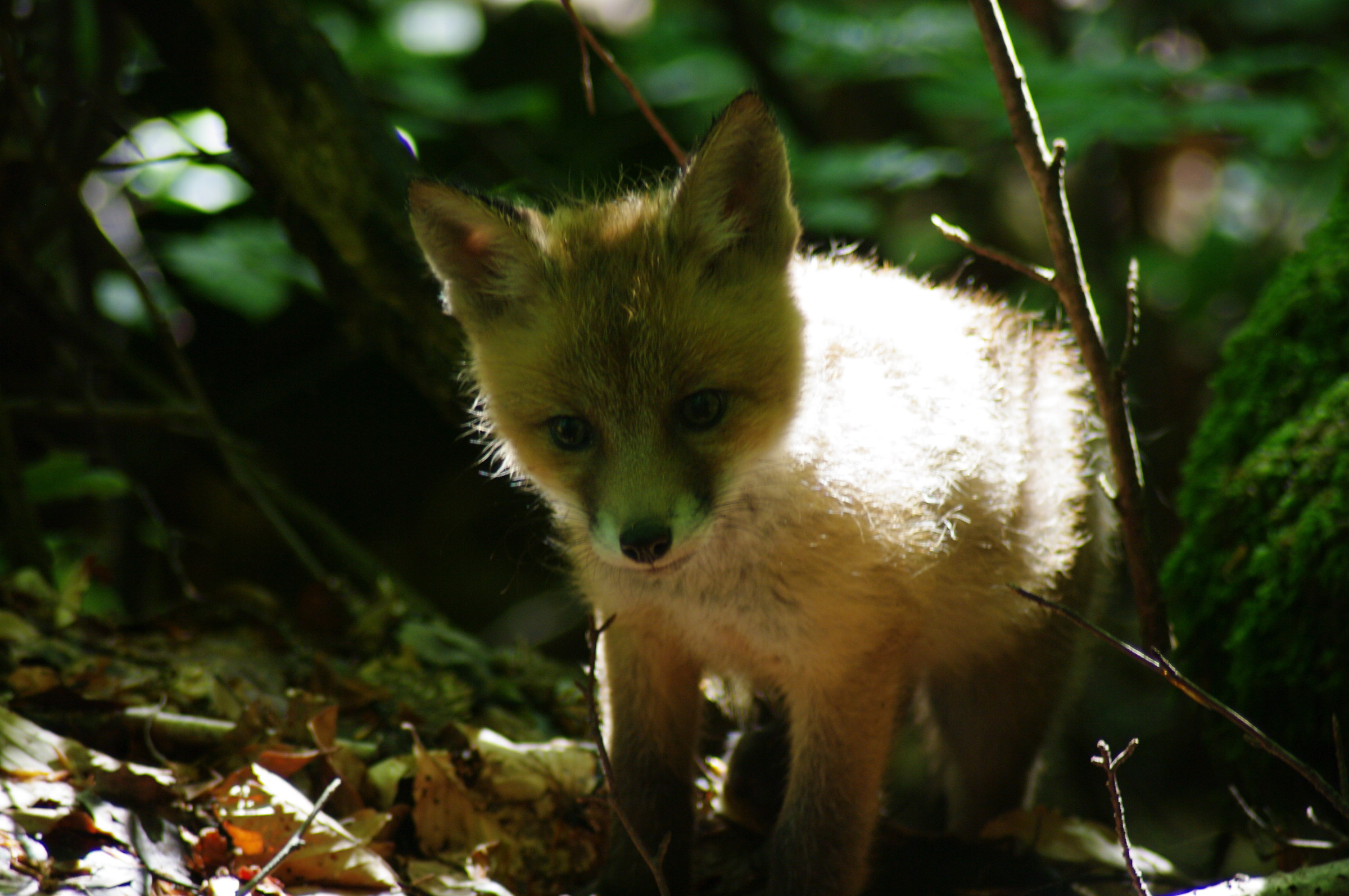 Fox cub