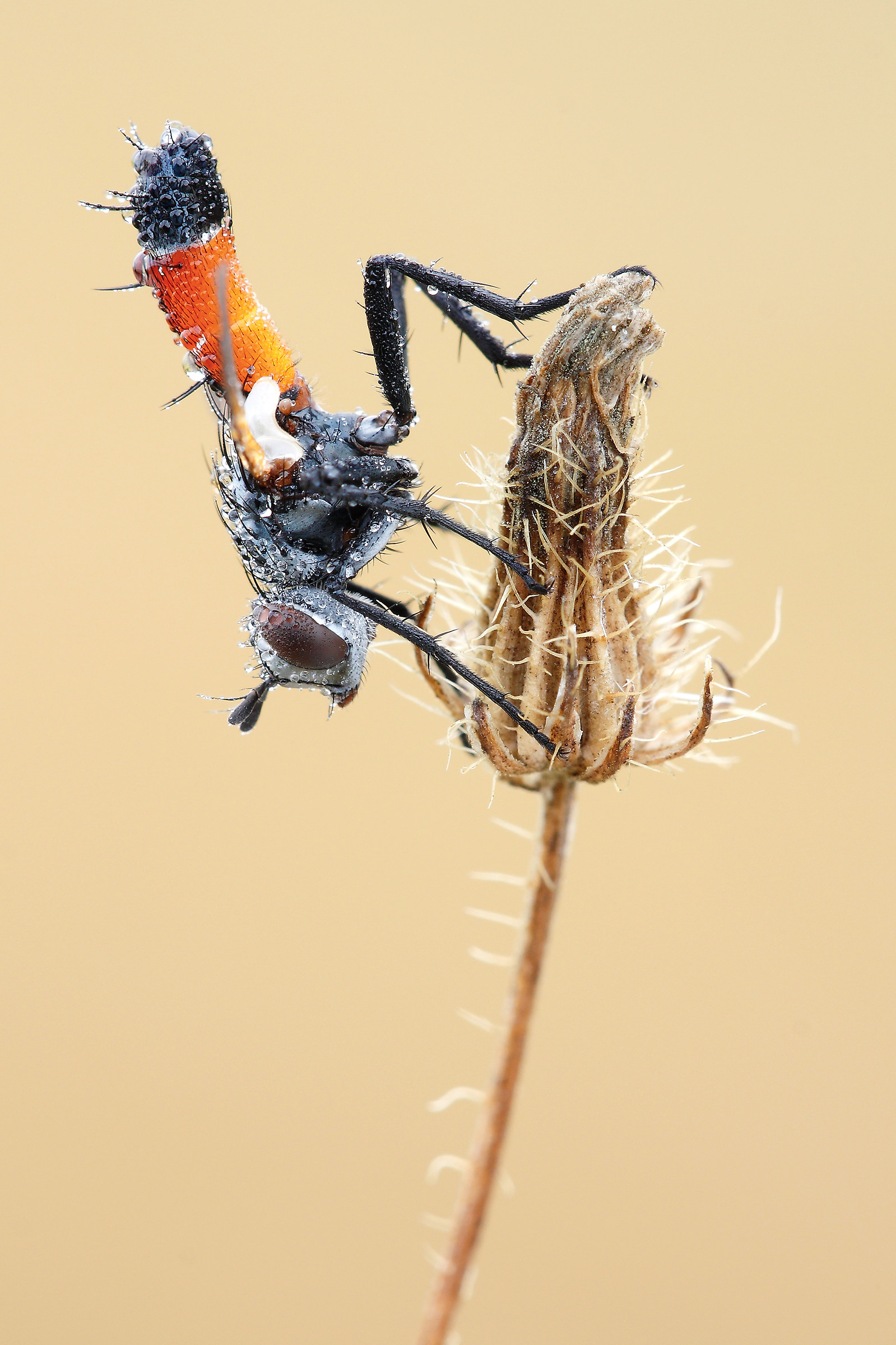 Cylindromyia brassicaria