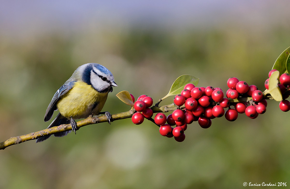 Today I have a devil for hair !!!