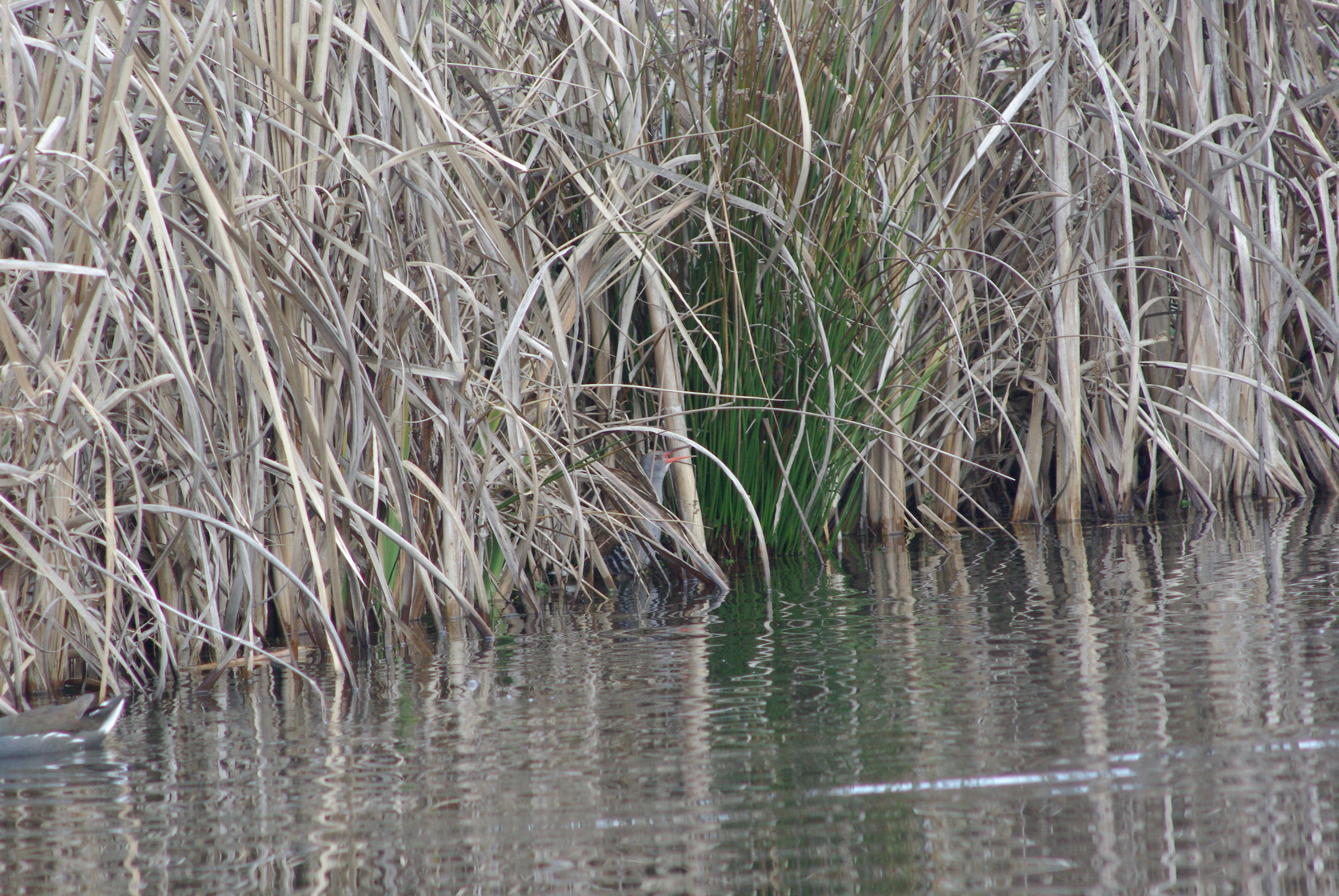 the roar of the water rail