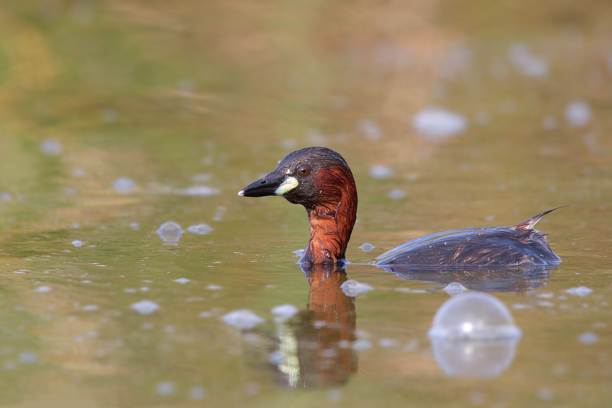 Little Grebe