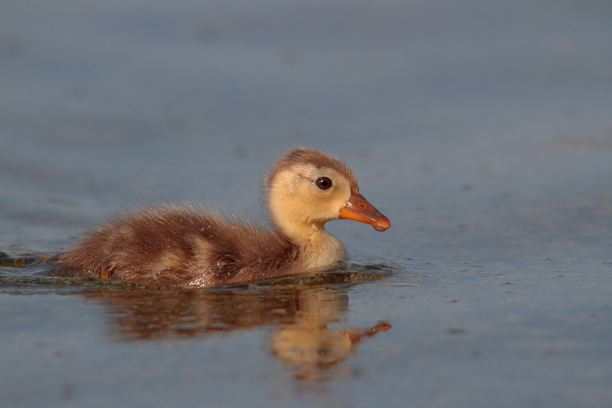 Piccolo di Fistione Turco